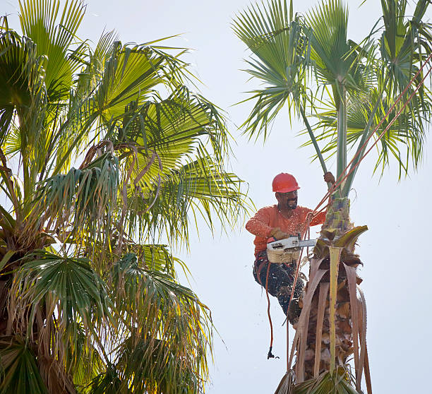 Best Fruit Tree Pruning  in Loyola, CA