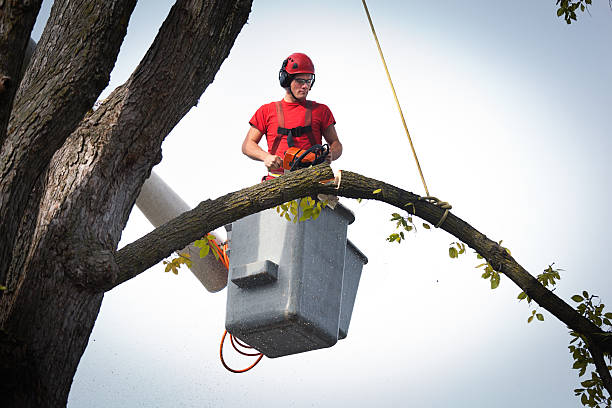 Best Seasonal Cleanup (Spring/Fall)  in Loyola, CA